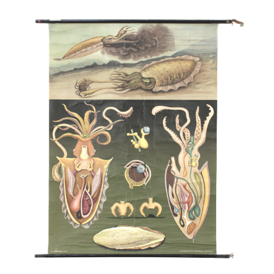 ‘tintenfisch’ (octopus) Schoolposter 60045 1