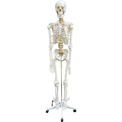 Anatomie Skelet/Menselijk Model