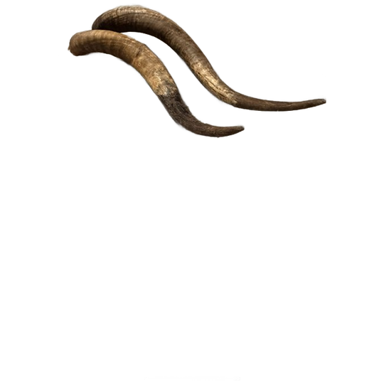 2x Grote Buffelhoorns, 90 En 100 Cm 1