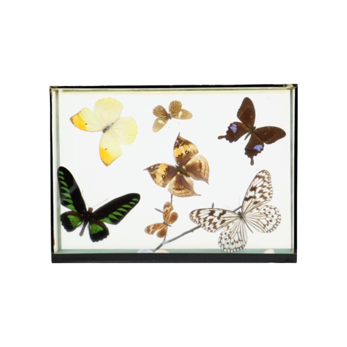 Kleurrijke Ingelijste Tropische Vlinders Taxidermie Opgezet Insect Display 7 Stuks