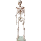 Anatomisch Model Skelet 84 Cm Hoog, 1980’S thumbnail 1