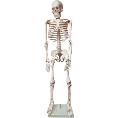 Anatomisch Model Skelet 84 Cm Hoog, 1980’S