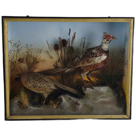 Fraaie 19e-eeuwse Taxidermie Van James Hutchings – Twee Fazanten Met Decoratieve Achtergrond 1