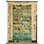 Vintage Xl Schoolkaart De Ontwikkeling Van Het Leven 1969 thumbnail 1