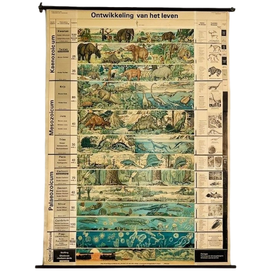 Vintage Xl Schoolkaart De Ontwikkeling Van Het Leven 1969 1