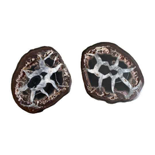 Bijzonder Paar Black Septarian Nodule Fossil, Drakensteen 1
