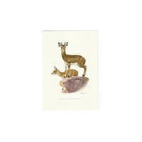 Vintage Print Klipspringer