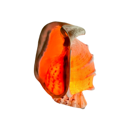 Vintage Schelp-lamp 1