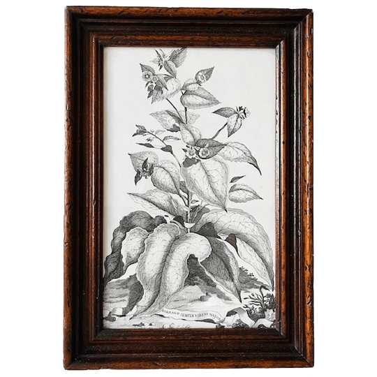 Robuust Houten Fotolijst Botanische Prent 1940’s 1