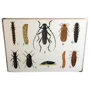 Vintage Schoolplaat Insecten