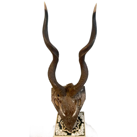 Kudu Hoorns 1