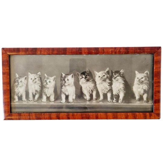 Antieke Foto In Lijst Kittens Poes Schilderijtje Kat 1