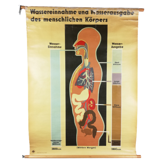 Schoolplaat (de)- Water Inname En Afscheiding Mens 1