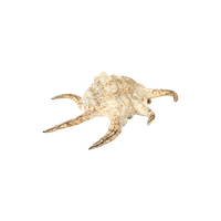 Schelp: Lambris Arthritrica