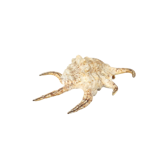 Schelp: Lambris Arthritrica 1