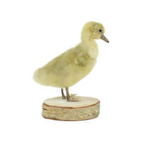 Mooi Opgezette Kleine Gans Kuiken Op Berk Full Body Taxidermie Vogel 16Cm