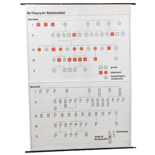Erbgang Der Bluterkrankheit 60245