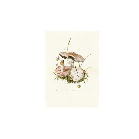 Vintage Print Gewone Weidechampignon 1