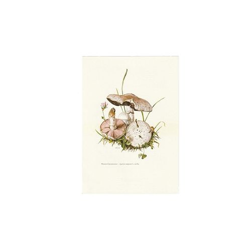 Vintage Print Gewone Weidechampignon