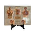 Vintage 3D Human Body Chart thumbnail 1
