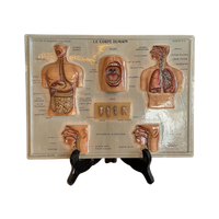 Vintage 3D Human Body Chart