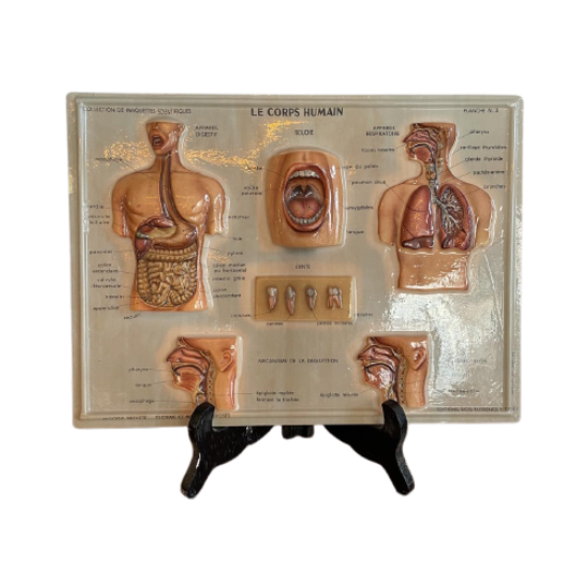 Vintage 3d Human Body Chart 1