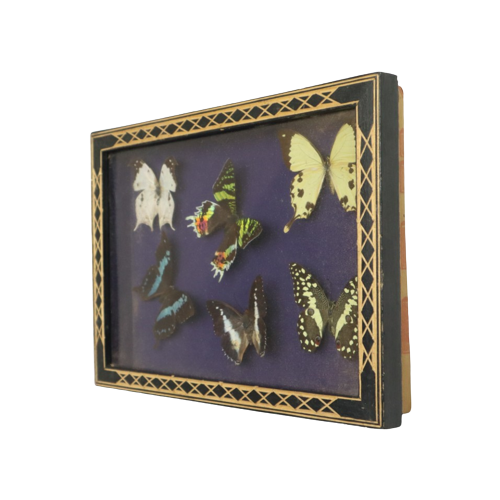 Kleurrijke Ingelijste Tropische Vlinders Taxidermie Opgezet Insect Display 6 Stuks 34X24Cm