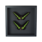 Ingelijste Vlinders Xl Trogonoptera Brookiana Birdwing Taxidermie thumbnail 1