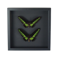 Ingelijste Vlinders Xl Trogonoptera Brookiana Birdwing Taxidermie