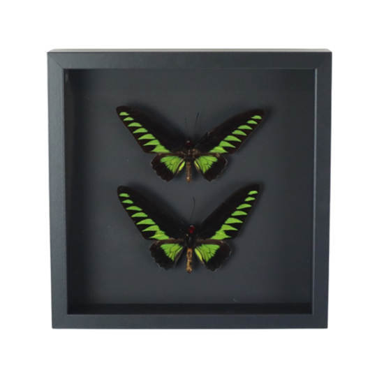Ingelijste Vlinders Xl Trogonoptera Brookiana Birdwing Taxidermie 1