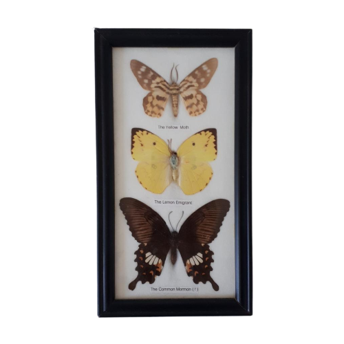 Lijstje Met Opgezette Vlinders Vlinder Lijst