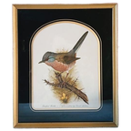 Vintage Dartford Warbler Vogel David Andrews Gouden Lijst thumbnail 1