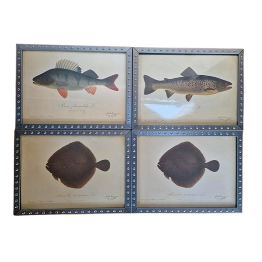 4 Vintage Ikea Vissen Lithografie In Mooie Lijsten. 1
