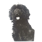 Oude Foto Op Hout Bouvier Hond Zwart WIT Retro Foto thumbnail 1