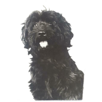 Oude Foto Op Hout Bouvier Hond Zwart WIT Retro Foto