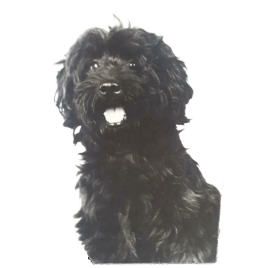 Oude Foto Op Hout Bouvier Hond Zwart WIT Retro Foto 1