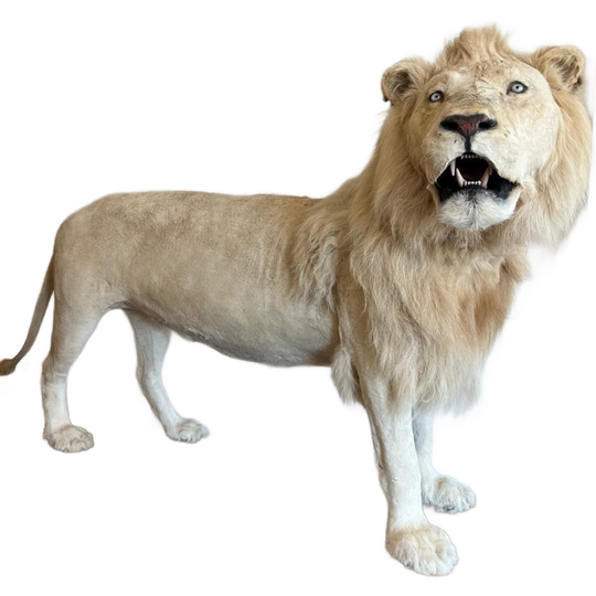 Impressive White Lion Taxidermy With Cites Papers 1