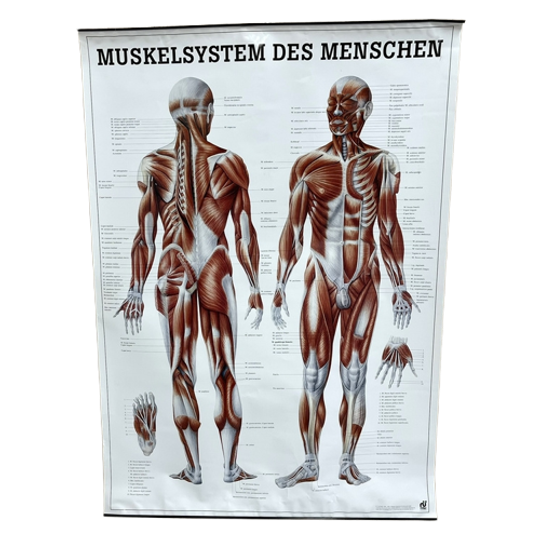 Duitse Anatomie Poster 1