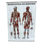 Duitse Anatomie Poster thumbnail 1