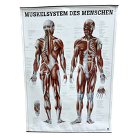 Duitse Anatomie Poster