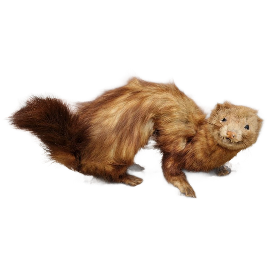 Opgezette Marterachtige 1