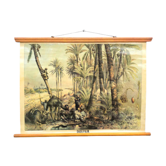 Schoolkaart Dadelpalm 1