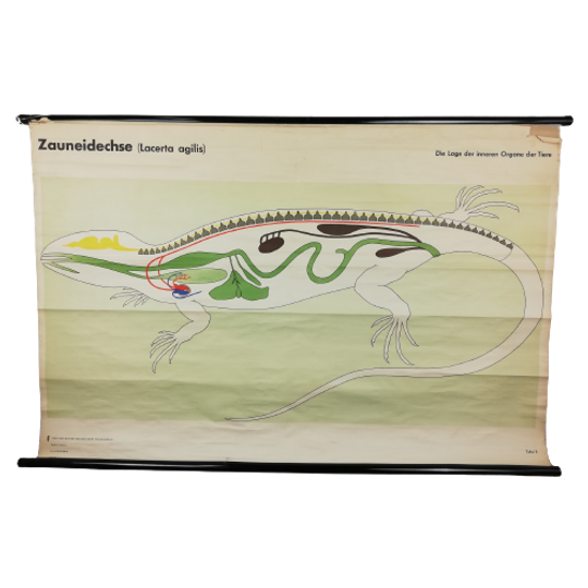 Schoolplaat (de) - De Zandhagedis 1