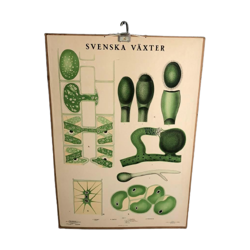 Vintage Schoolplaat Zweedse Groene Planten