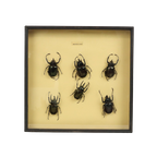 Set Van 6 Mannetjes Atlaskevers Xl Zwarte Houten Lijst Taxidermie thumbnail 1