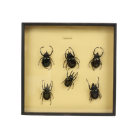 Set Van 6 Mannetjes Atlaskevers Xl Zwarte Houten Lijst Taxidermie