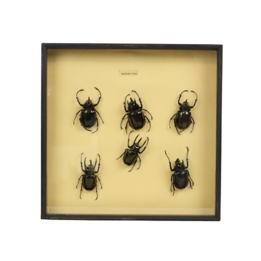 Set Van 6 Mannetjes Atlaskevers Xl Zwarte Houten Lijst Taxidermie 1