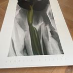 G. O’keeffe (1887-1986), Dark Iris I, 1927, thumbnail 12