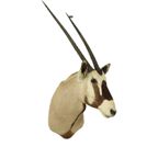 Prachtige Vintage Opgezette Oryx Antilope Gemsbok Taxidermie thumbnail 10