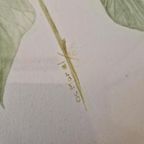Os Morel Schilderij Vintage Tekening Flora Hedera thumbnail 4